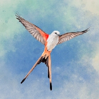 صورة للعبة Wingspan The Board Game [Unlocked]